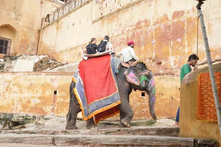 Retire Elephants from Rides at Amer Fort in Jaipur, says World Animal Protection