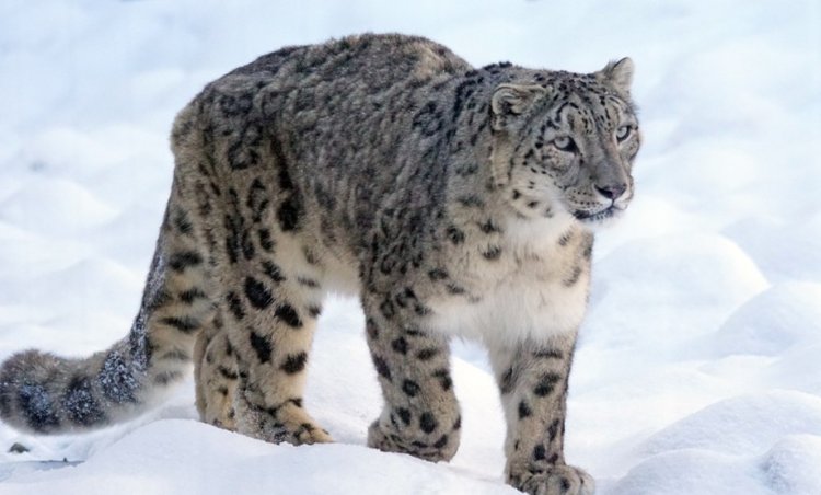 Snow leopard declared new state animal in Ladakh