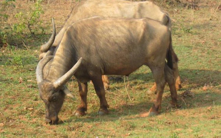 Odisha's Manda buffalo gets indigenous tag