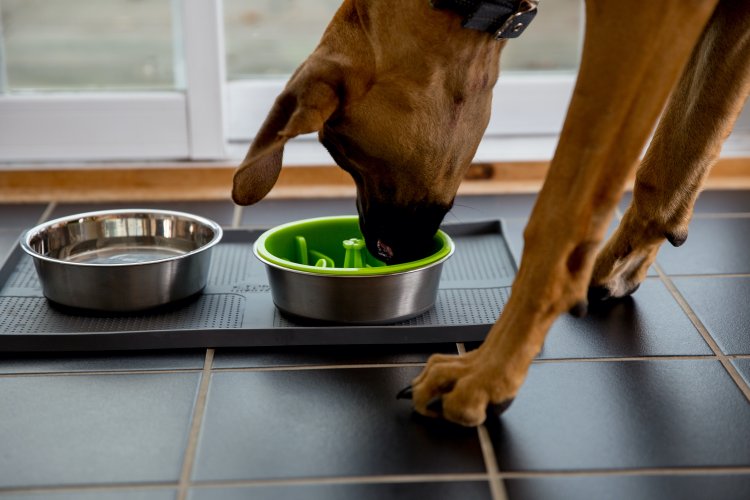 Mighty Paw Adds 3 Exciting Products To Its Brand New Line of No-Spill, Mess-Free Dog Accessories