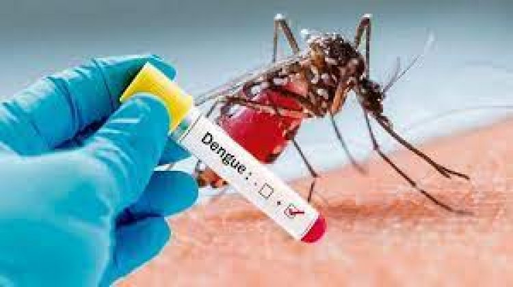 211 dengue cases in Delhi this year; 53 in last 1 week