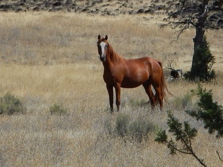 Decimation of Wild Horses Continues: Path Forward Plan Supported by Non-Profit Activist Organization Return To Freedom
