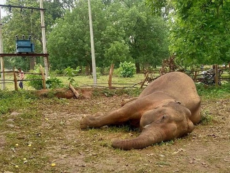 Carcass of 3-year-old elephant found in Kerala forests
