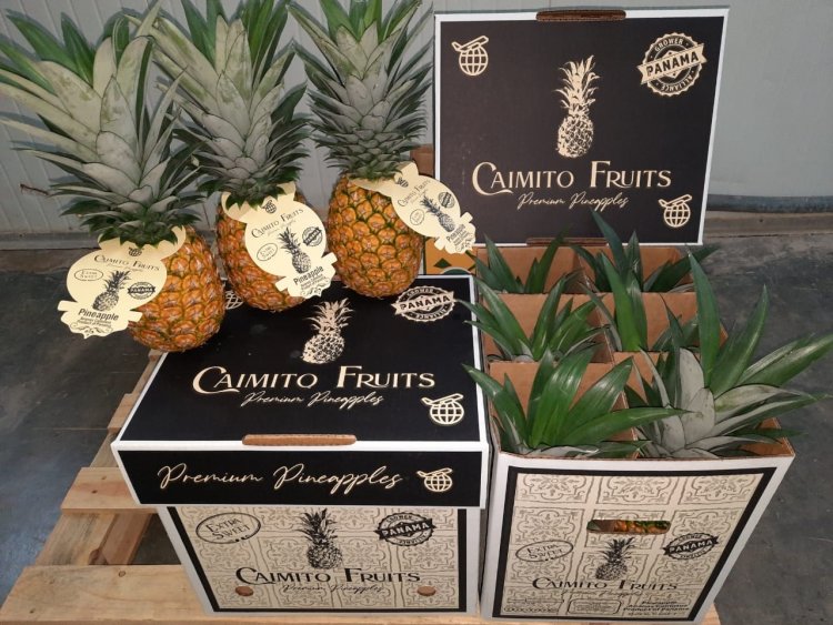 Panama Pineapple Farmers Have Formed a Growers Alliance