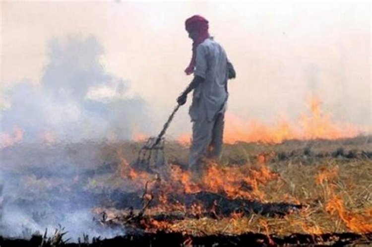 Stubble burning share in Delhi's pollution rises to season's highest of 36 pc