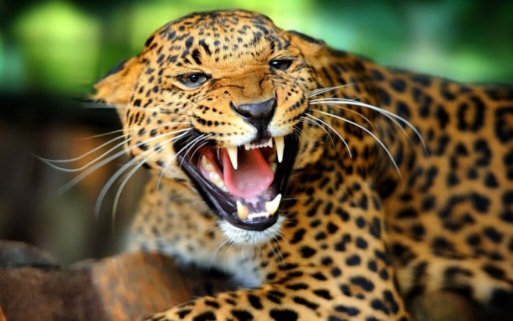 Leopard mauls toddler girl to death in Gujarat village