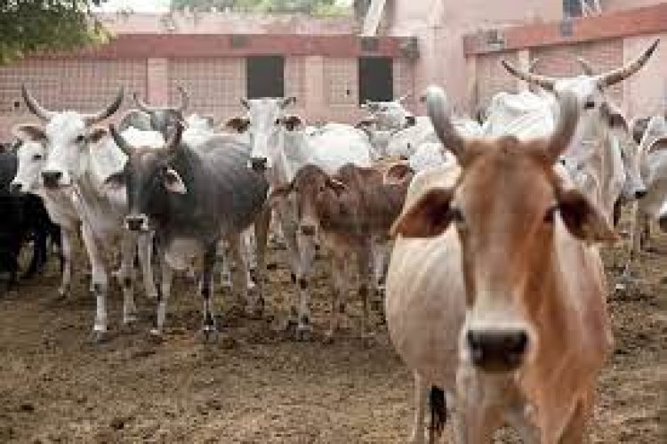 3 cattle smugglers arrested in UP, 21 bovines rescued