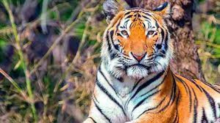 Maha: Five arrested with tiger nails, teeth in Nagpur