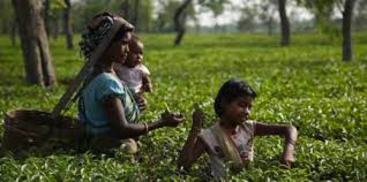 Kerala govt launches scheme to prevent child labour