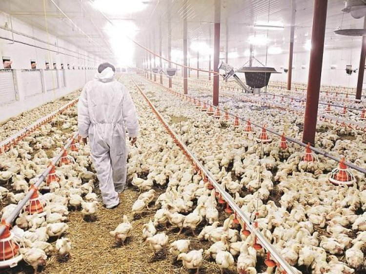NGT asks CPCB to issue guidelines for poultry farms with over 5,000 birds