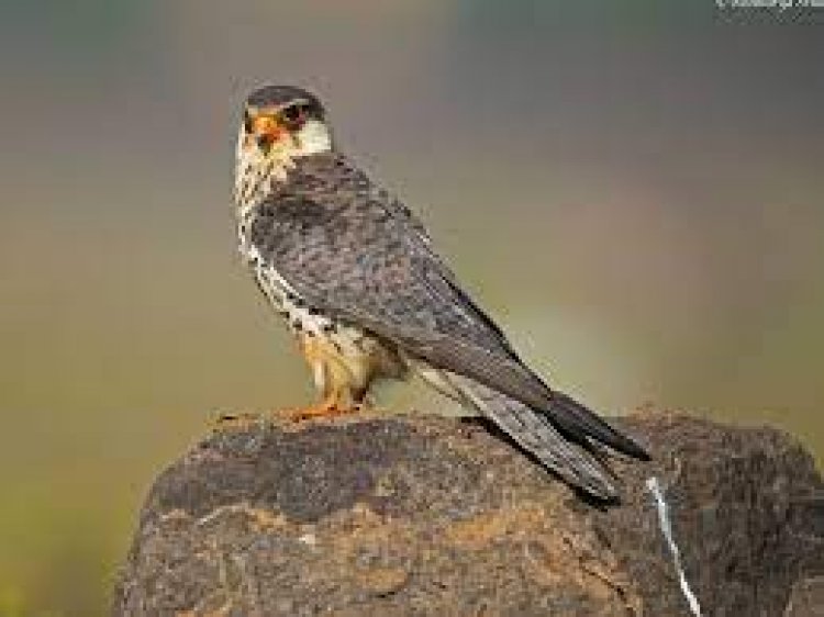 Maha: Migratory Amur falcon spotted in Aurangabad