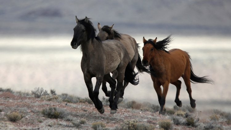 Heber Herd Facts from The International Society for the Protection of Mustangs and Burros