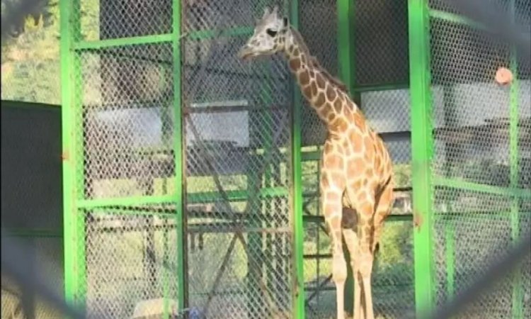 Female giraffe dies in Assam State Zoo
