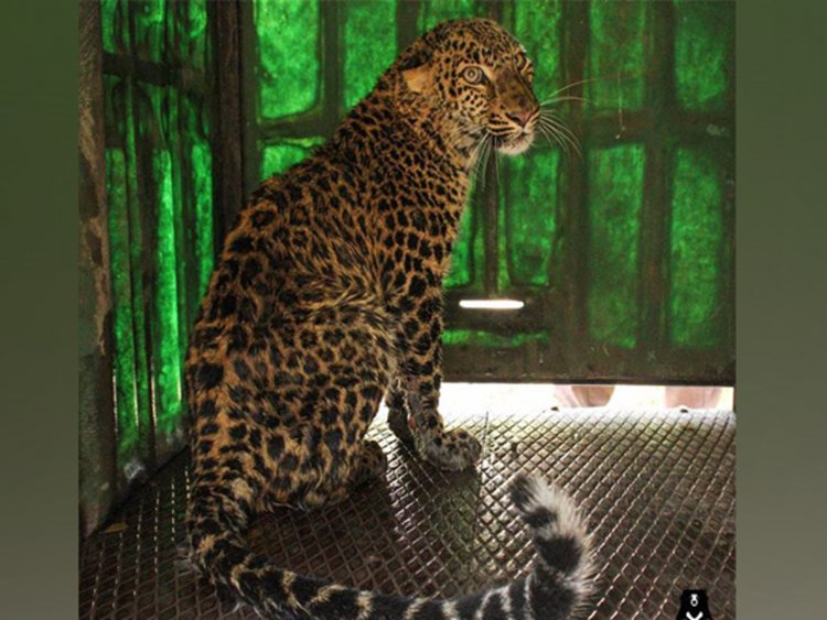 Leopard enters college, spreads panic