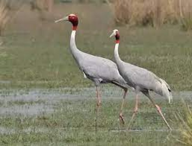 Come up with conservation plan for Sarus crane birds: HC