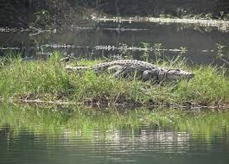 Rise in mugger crocodile population in Ghodahada