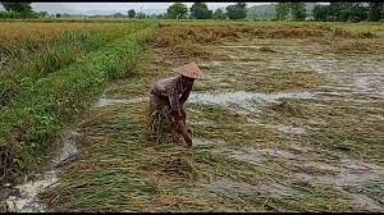 Unseasonal rains lash Odisha in woe for farmers