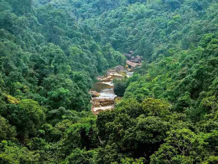 India's forest, tree cover rose by 2,261 sq km in last 2 years: ISFR report