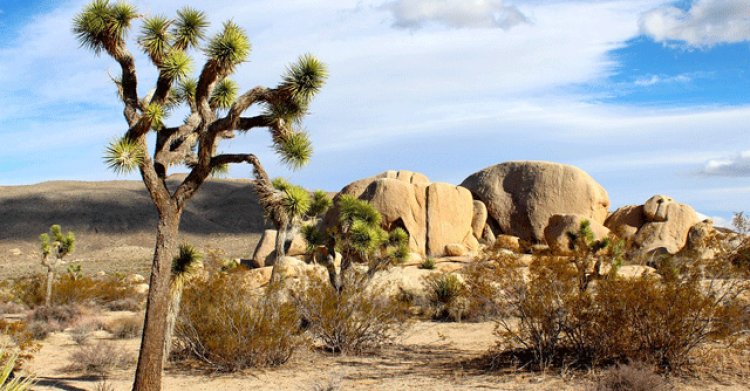 Capgemini helps The Nature Conservancy protect at-risk environments in the Mojave Desert using AI