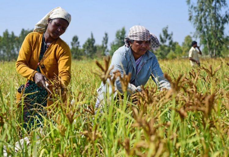 Good News for the Farmers Cultivating Millet