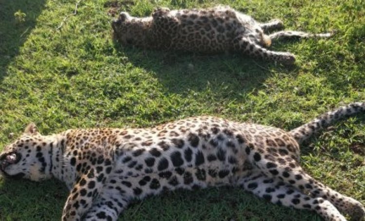 2 leopards found dead in MP