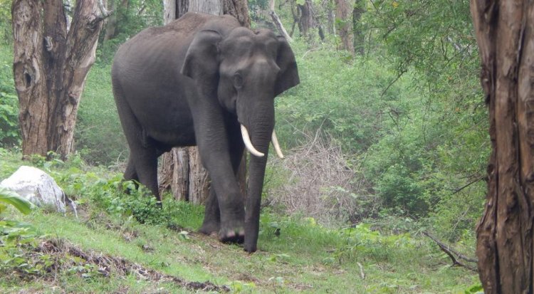 Chhattisgarh: Elephant found dead in Gariaband district