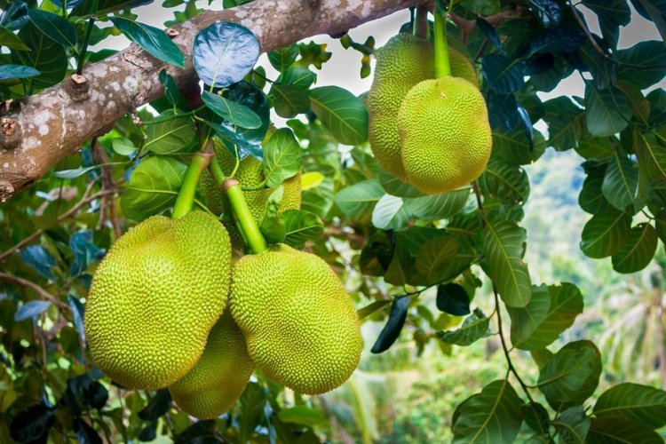 Odisha plans largescale production of jackfruit