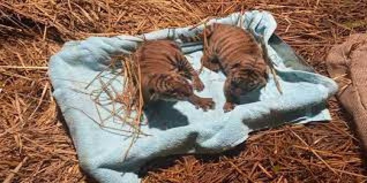 Two Royal Bengal tigers cubs born in Assam zoo