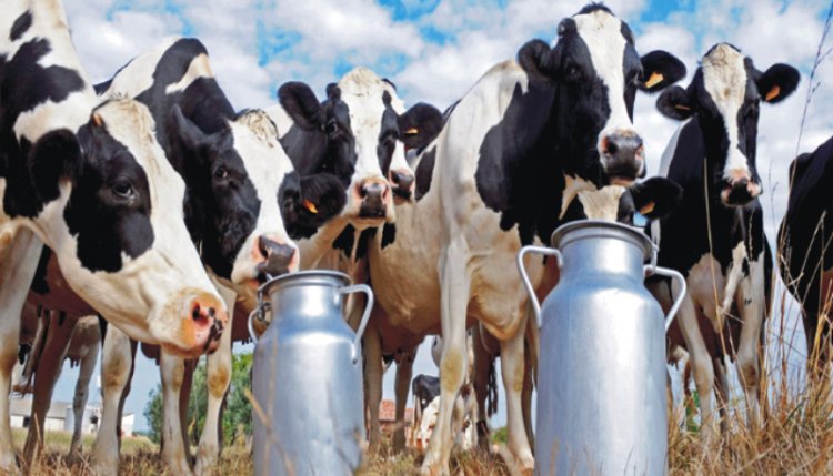 Assam's women dairy farmers on way to empowerment