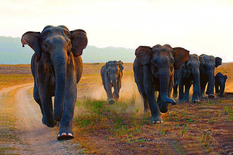 Wild elephants enter Odisha's Nandankanan zoo