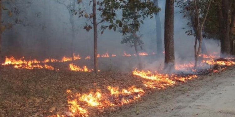 Wildfires burn down several hectares of land in Kerala