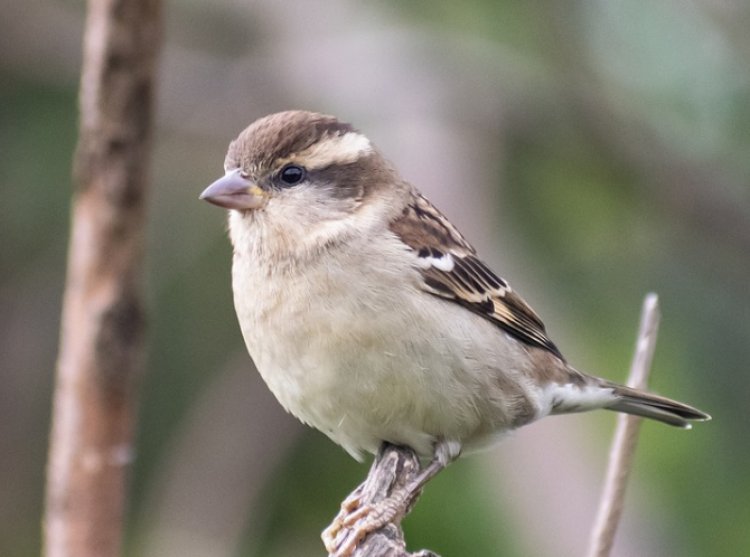 Odisha village shows the way for sparrow conservation