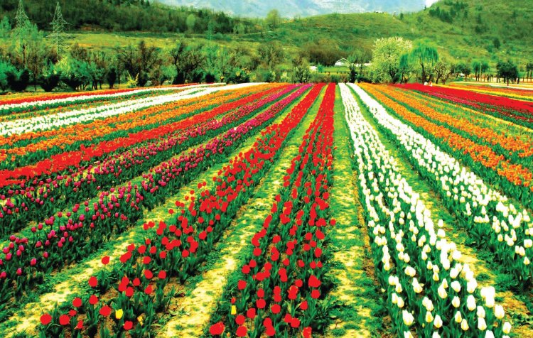 Kashmir's Tulip Garden opens to public