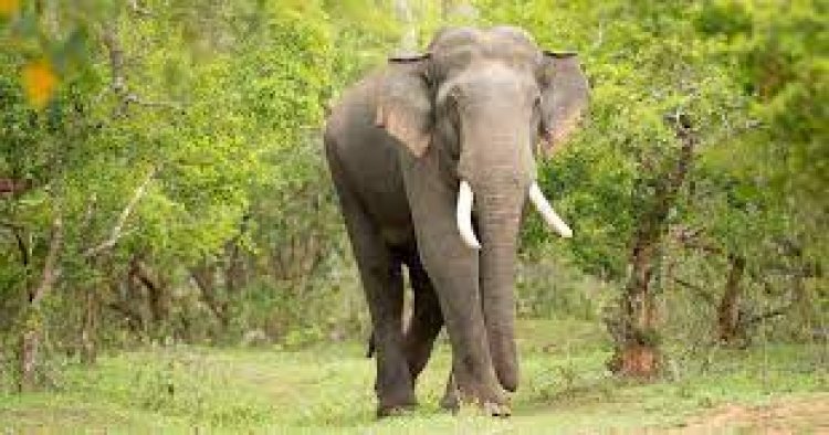 TN: Decomposed carcass of elephant found in forest area