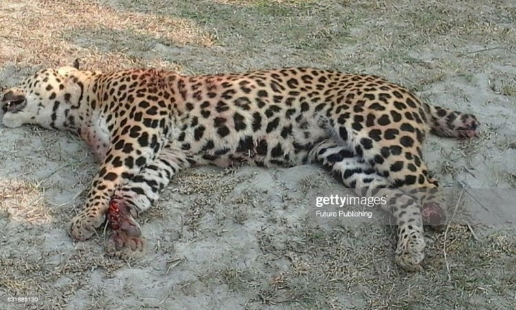 Cheetah found dead in Jalpaiguri