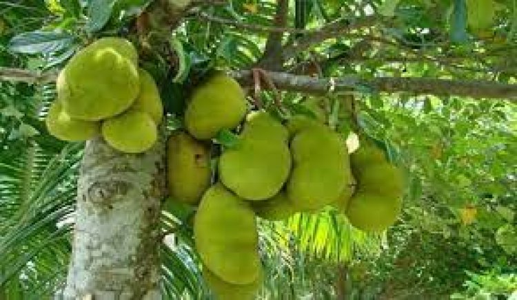 Assam exports jackfruit & green chilli to Dubai