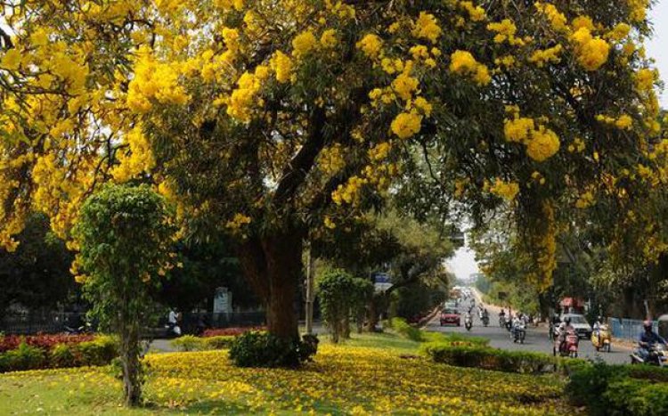 Hyderabad gets 'Tree Cities of the World' tag