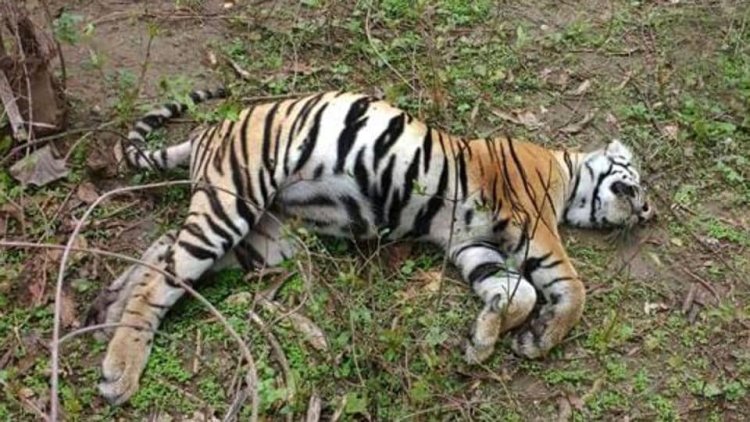 MP: Tigress found dead at national park in Bhopal