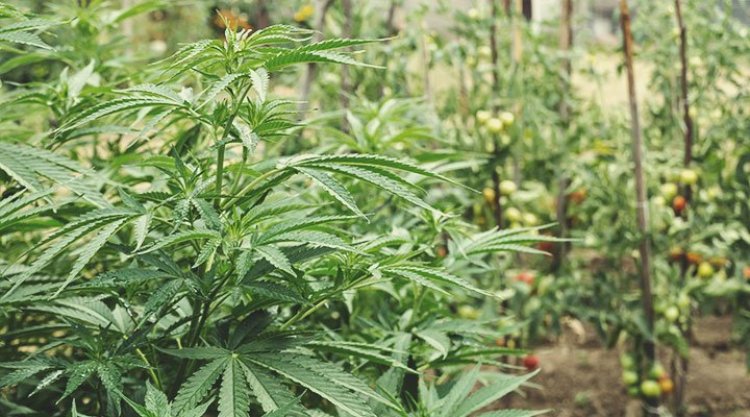 GÜDPHORIA Launches to Help Solve the Climate Crisis with the Regenerative Cultivation of the Hemp Plant
