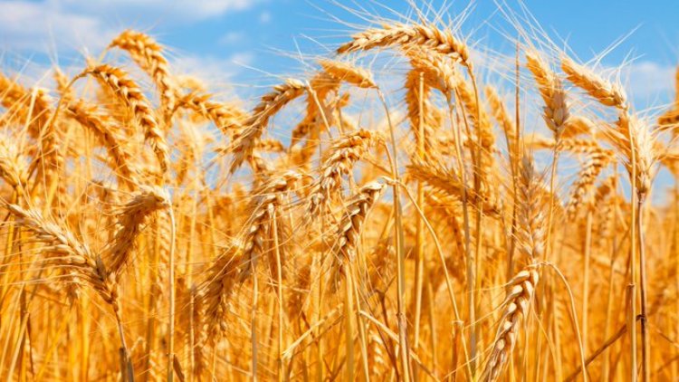 Cong slams wheat export ban, says move 'anti-farmer'
