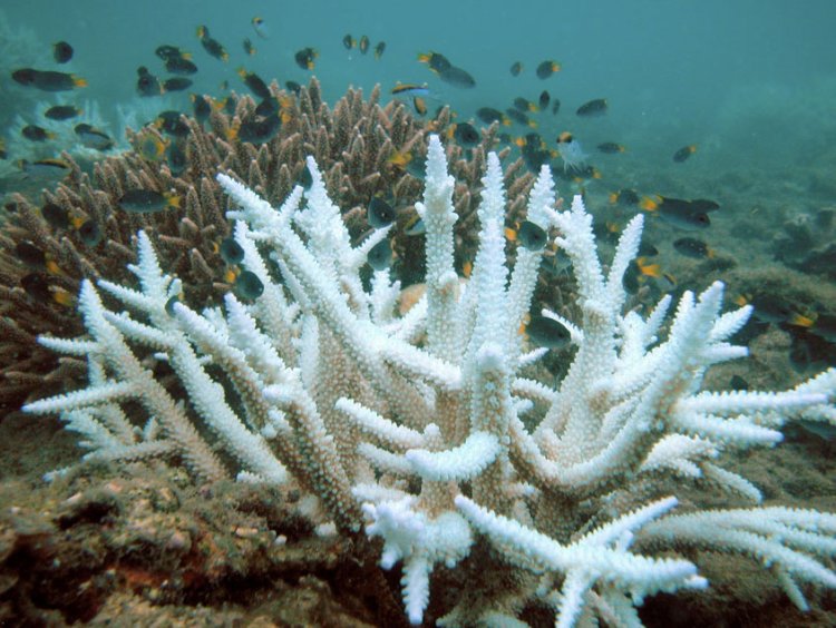 Massive coral bleaching in coastal Andaman Sea