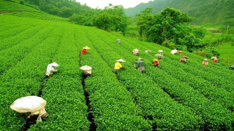 High in pesticides, many countries send back Indian tea