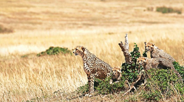 India set to reintroduce cheetah by August