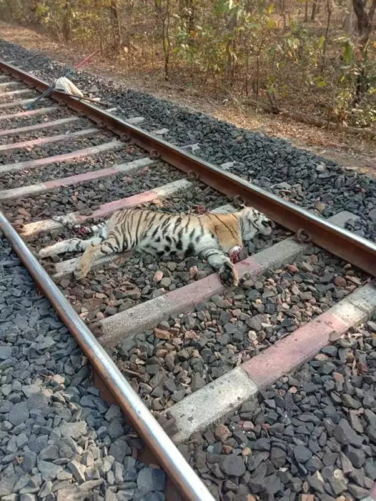 Maha: Tiger found dead near railway track in Gondia