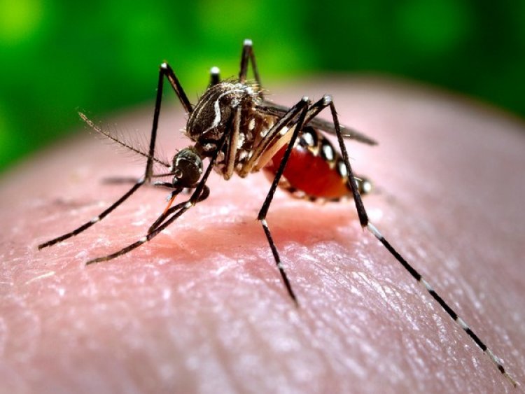 Delhi reports 126 dengue, 21 malaria cases this year