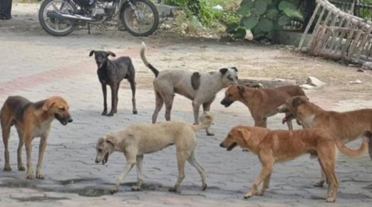 7-year-old boy killed by stray dogs in Bhopal