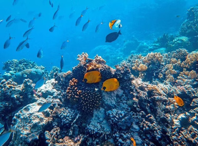 Research reveals instant benefits of deep-water pipeline for sea-floor animals