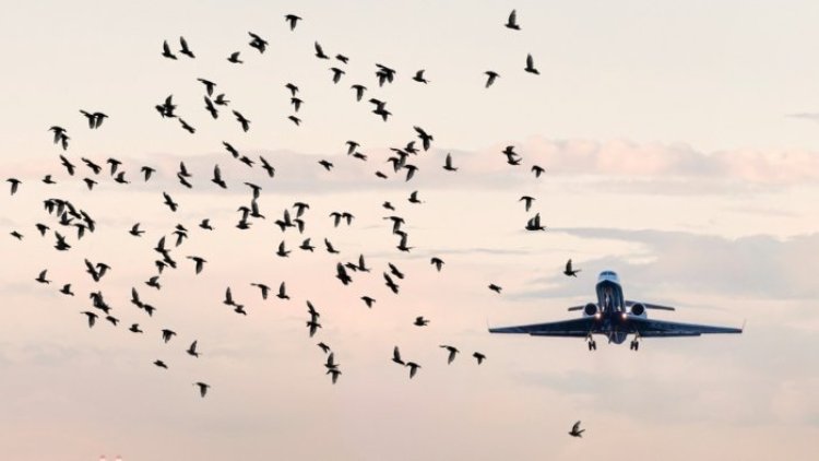 Bird hits, short runway, trees cause for concern at Patna airport: Experts