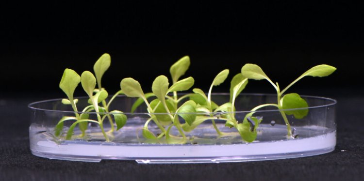 Scientists develop artificial photosynthesis to help make food production more energy-efficient