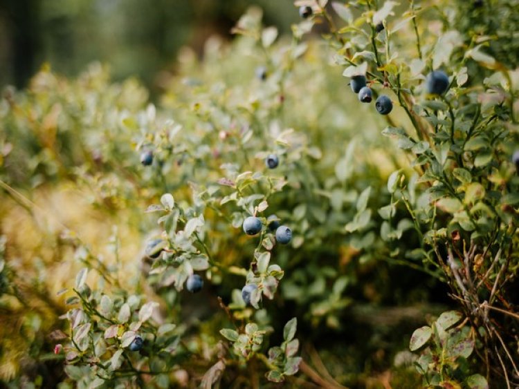 Wild blueberry fields in US' Maine experience warming differently by location, season, time: Study